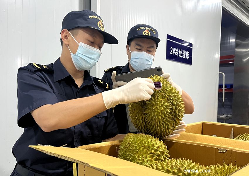 榴莲热度不断走高中老铁路运输榴莲人们消费需求增长